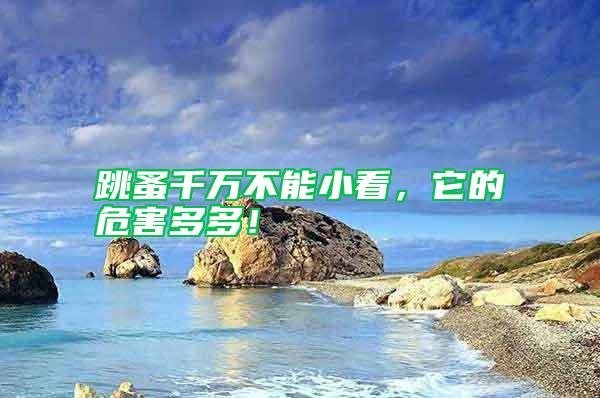 跳蚤千萬不能小看,它的危害多多!