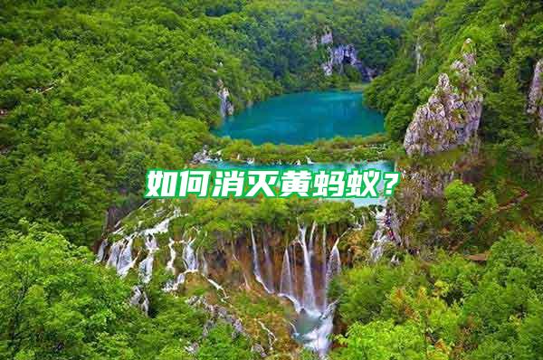 如何消滅黃螞蟻?