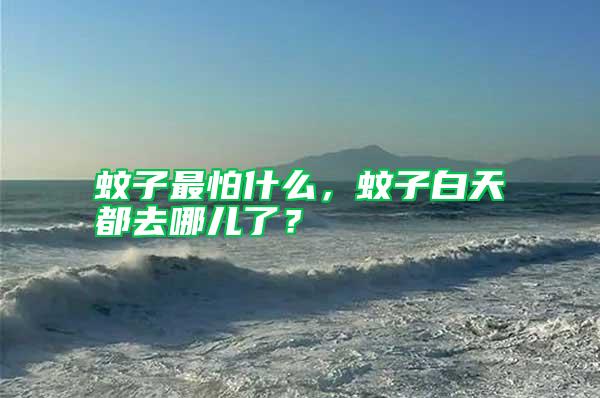 蚊子最怕什么,蚊子白天都去哪兒了?