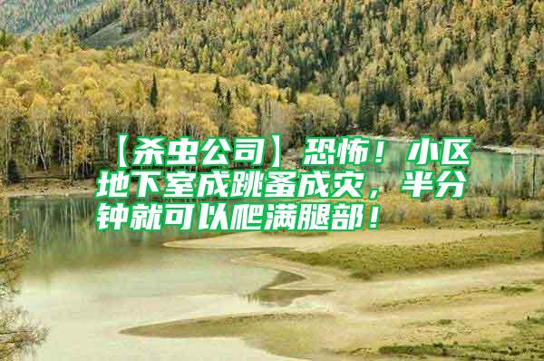 【殺蟲公司】恐怖!小區(qū)地下室成跳蚤成災(zāi),半分鐘就可以爬滿腿部!