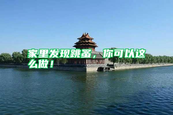 家里發現跳蚤，你可以這么做！