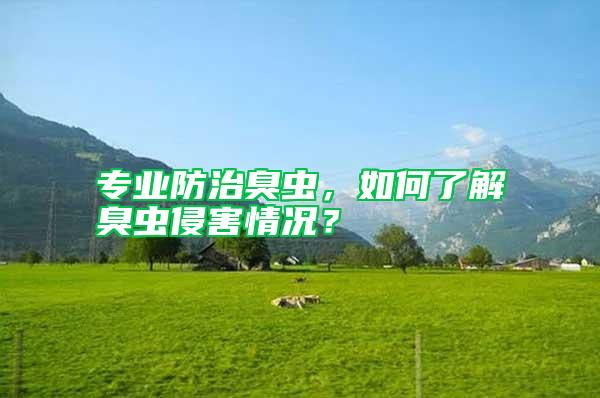 專業防治臭蟲,如何了解臭蟲侵害情況?