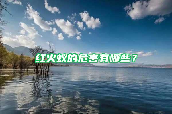 紅火蟻的危害有哪些?