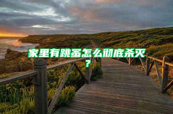 家里有跳蚤怎么徹底殺滅?