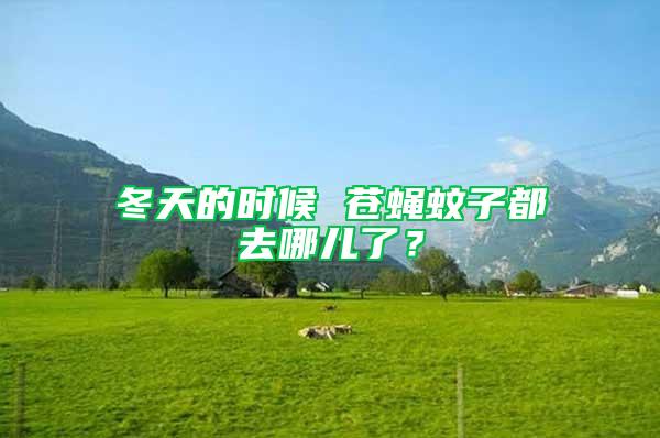冬天的時候 蒼蠅蚊子都去哪兒了?