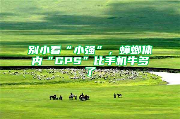 別小看“小強(qiáng)”,蟑螂體內(nèi)“GPS”比手機(jī)牛多了