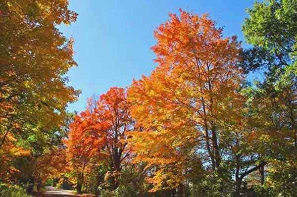 深圳除四害公司蠅幼調查方法(一)