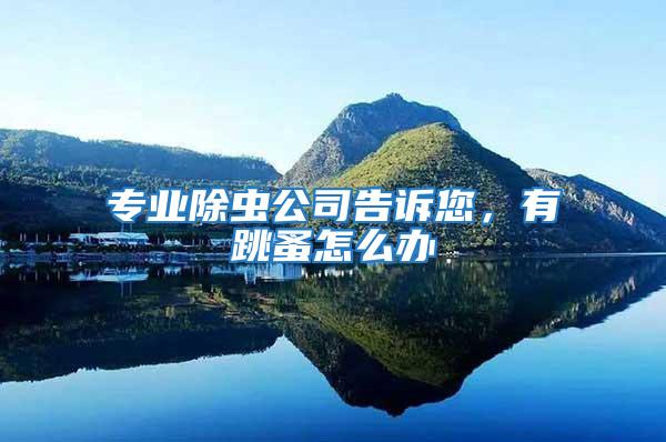 專業除蟲公司告訴您，有跳蚤怎么辦