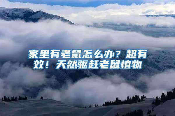 家里有老鼠怎么辦?超有效!天然驅趕老鼠植物