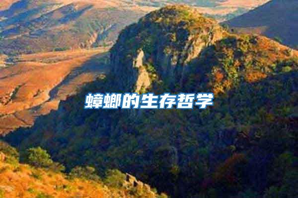 蟑螂的生存哲學