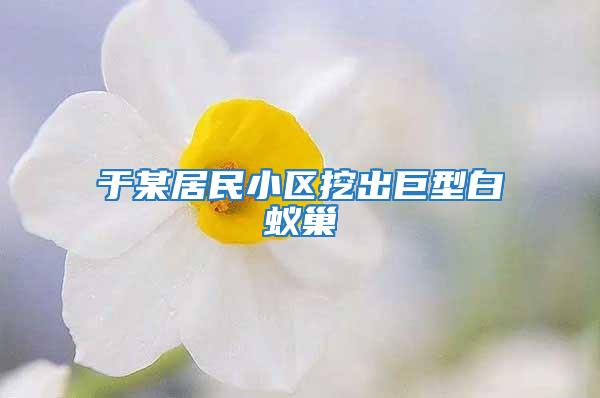 于某居民小區挖出巨型白蟻巢