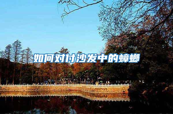 如何對付沙發中的蟑螂