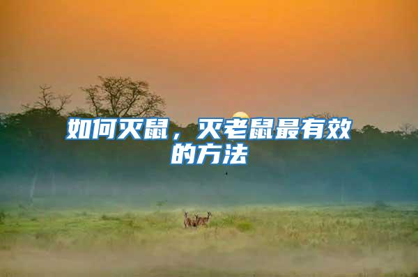 如何滅鼠,滅老鼠最有效的方法