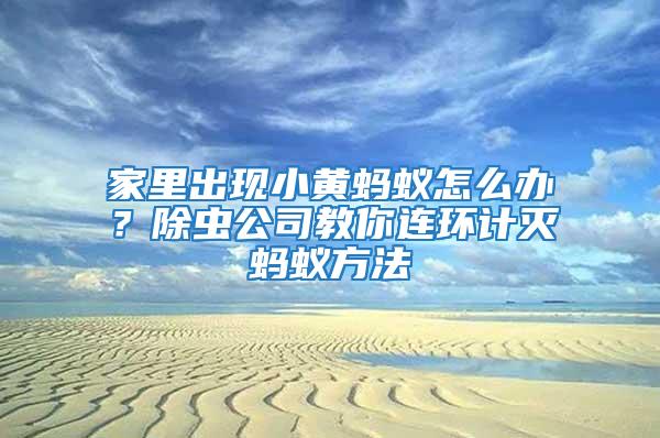 家里出現小黃螞蟻怎么辦?除蟲公司教你連環計滅螞蟻方法