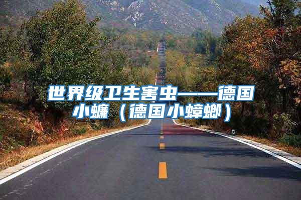 世界級衛生害蟲——德國小蠊(德國小蟑螂)