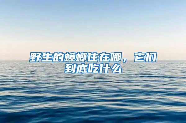 野生的蟑螂住在哪,它們到底吃什么