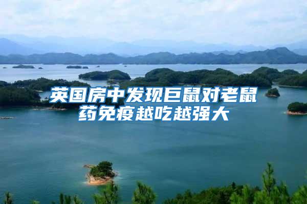 英國房中發現巨鼠對老鼠藥免疫越吃越強大