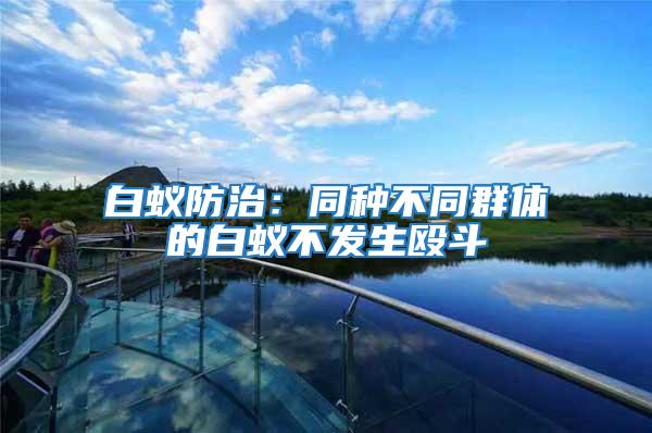 白蟻防治:同種不同群體的白蟻不發生毆斗