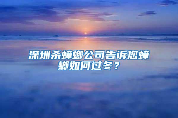 深圳殺蟑螂公司告訴您蟑螂如何過冬?