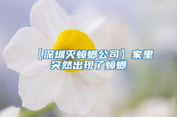 【深圳滅蟑螂公司】家里突然出現了蟑螂