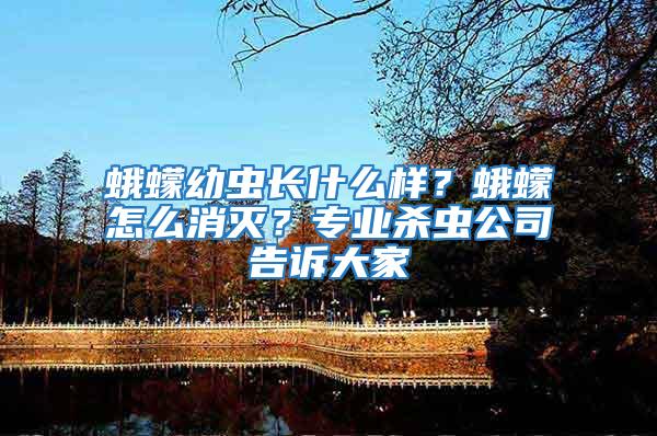 蛾蠓幼蟲長(zhǎng)什么樣?蛾蠓怎么消滅?專業(yè)殺蟲公司告訴大家