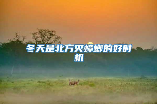 冬天是北方滅蟑螂的好時機