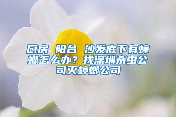 廚房 陽臺 沙發底下有蟑螂怎么辦?找深圳殺蟲公司滅蟑螂公司