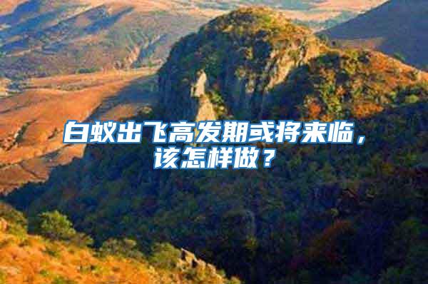 白蟻出飛高發(fā)期或?qū)?lái)臨,該怎樣做?