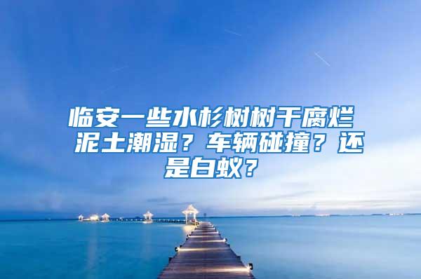 臨安一些水杉樹樹干腐爛 泥土潮濕?車輛碰撞?還是白蟻?