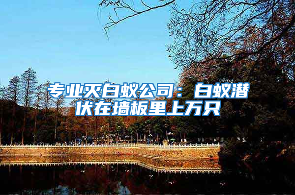 專業滅白蟻公司:白蟻潛伏在墻板里上萬只