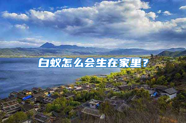白蟻怎么會生在家里？