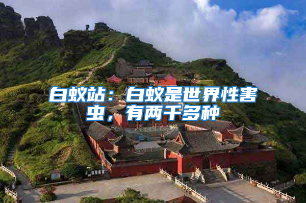 白蟻站:白蟻是世界性害蟲,有兩千多種