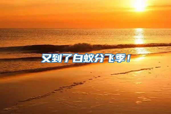 又到了白蟻分飛季!