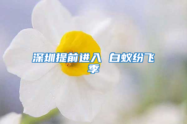 深圳提前進入 白蟻紛飛季