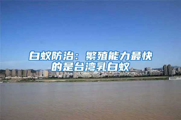 白蟻防治:繁殖能力最快的是臺灣乳白蟻