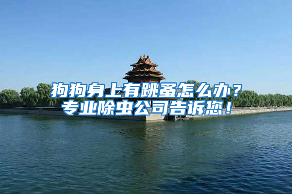 狗狗身上有跳蚤怎么辦?專業(yè)除蟲公司告訴您!