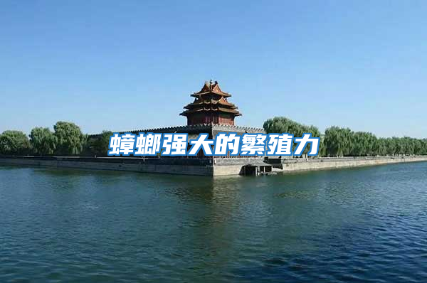 蟑螂強大的繁殖力